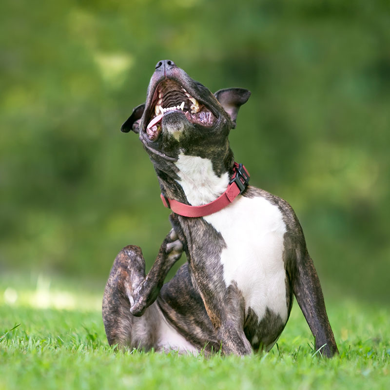 Itchy Skin in Dogs: What Causes It and How Can You Stop It?