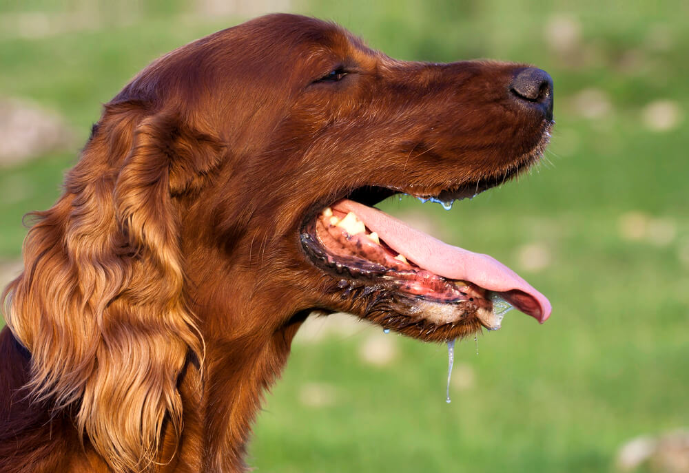 Why Is My Dog Breathing Fast?