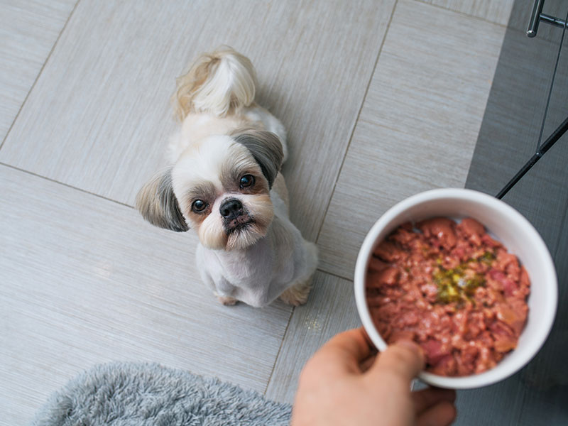 How To Cook for Your Dogs