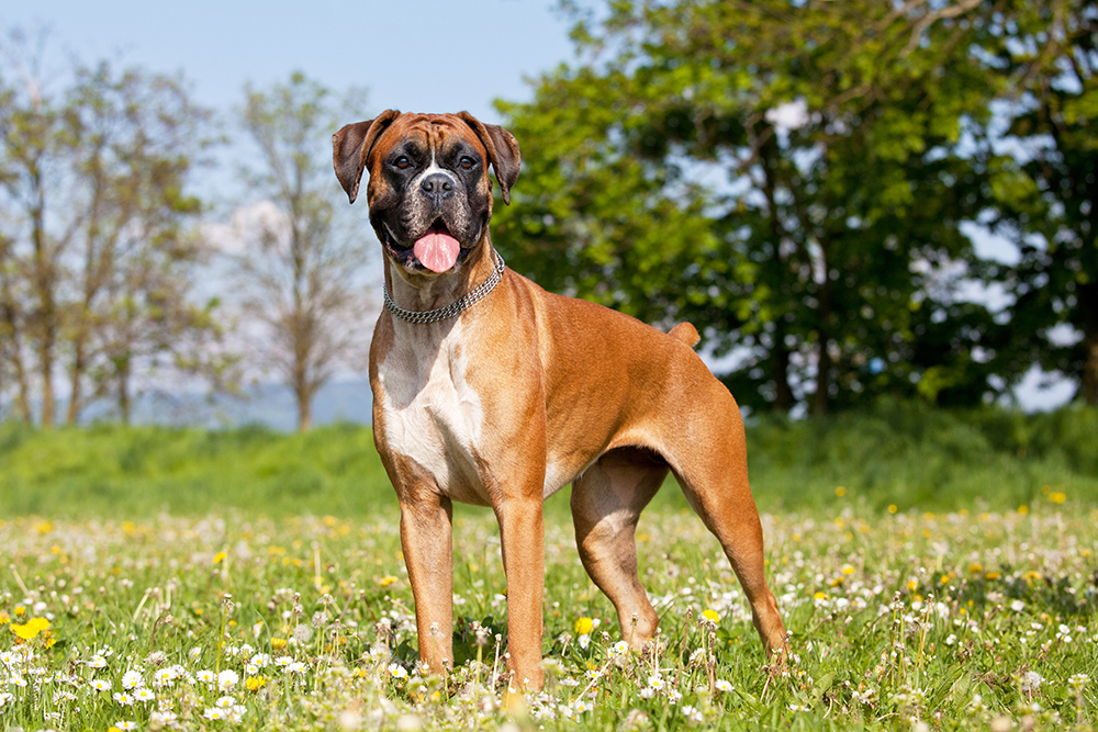 Meet the Dog Breed: Boxer