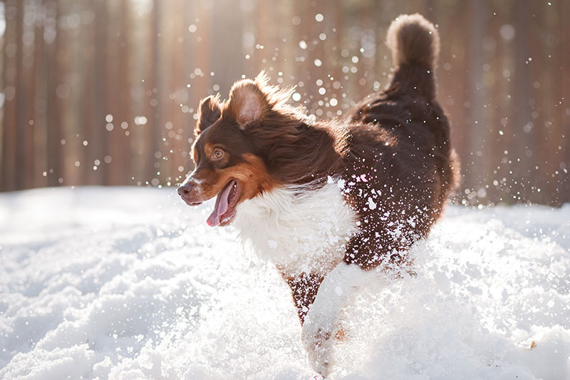 6 Snow Activities for You and Your Dog