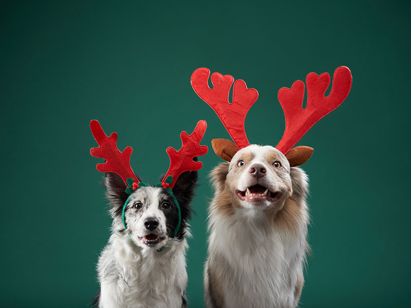 Best Holiday Party Outfits for Your Pup This Season