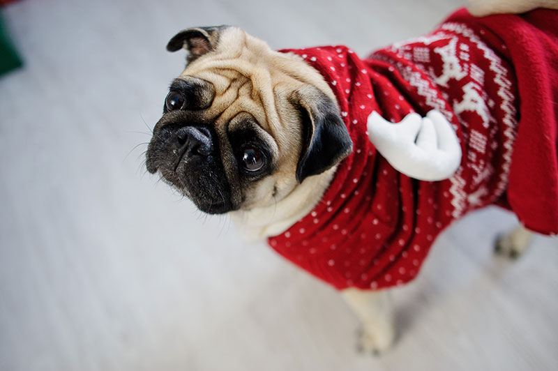 Find the Perfect Ugly Sweater for Your Dog