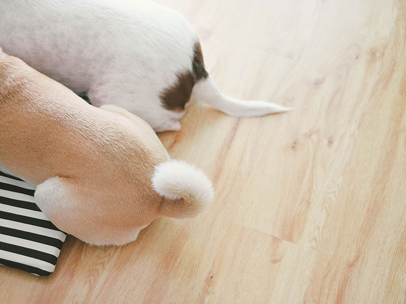 The Tale Behind Dog's Tails