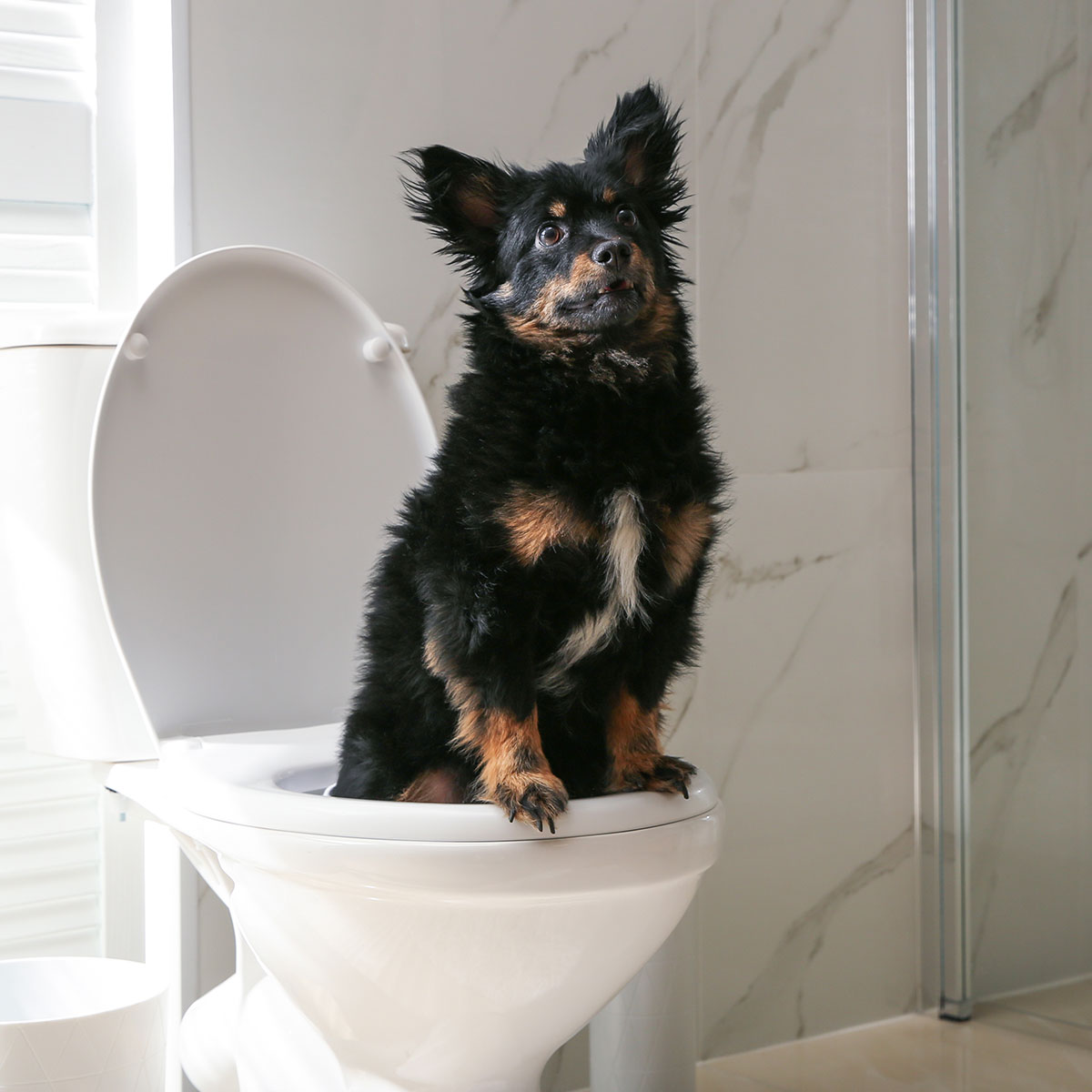 How To Effectively Potty Train Your Pup
