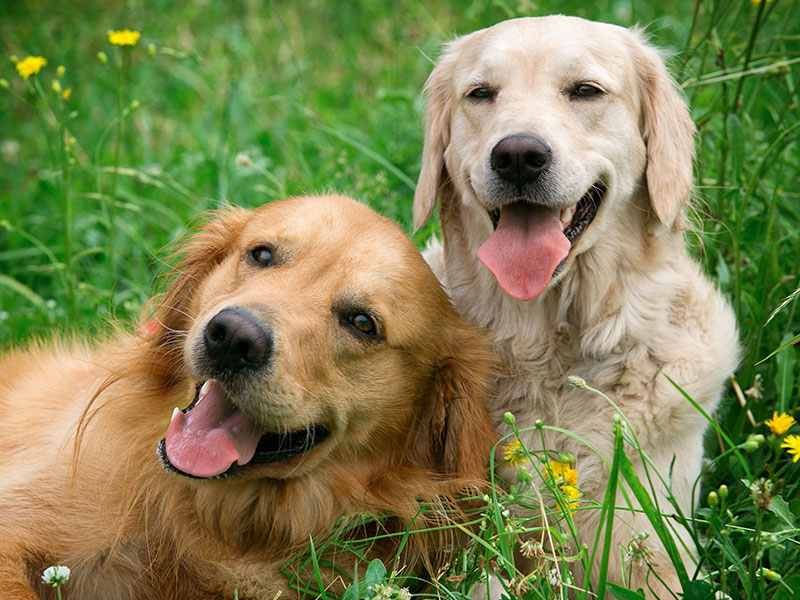 How Much Does Genetics Play in Your Dogâ€™s Behavior?