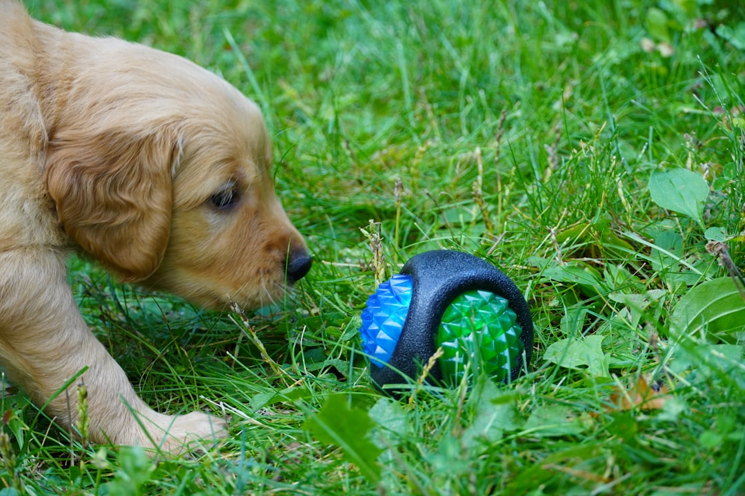 Little Paws, Big Fun: Discover the Cutest Tiny Dog Toys
