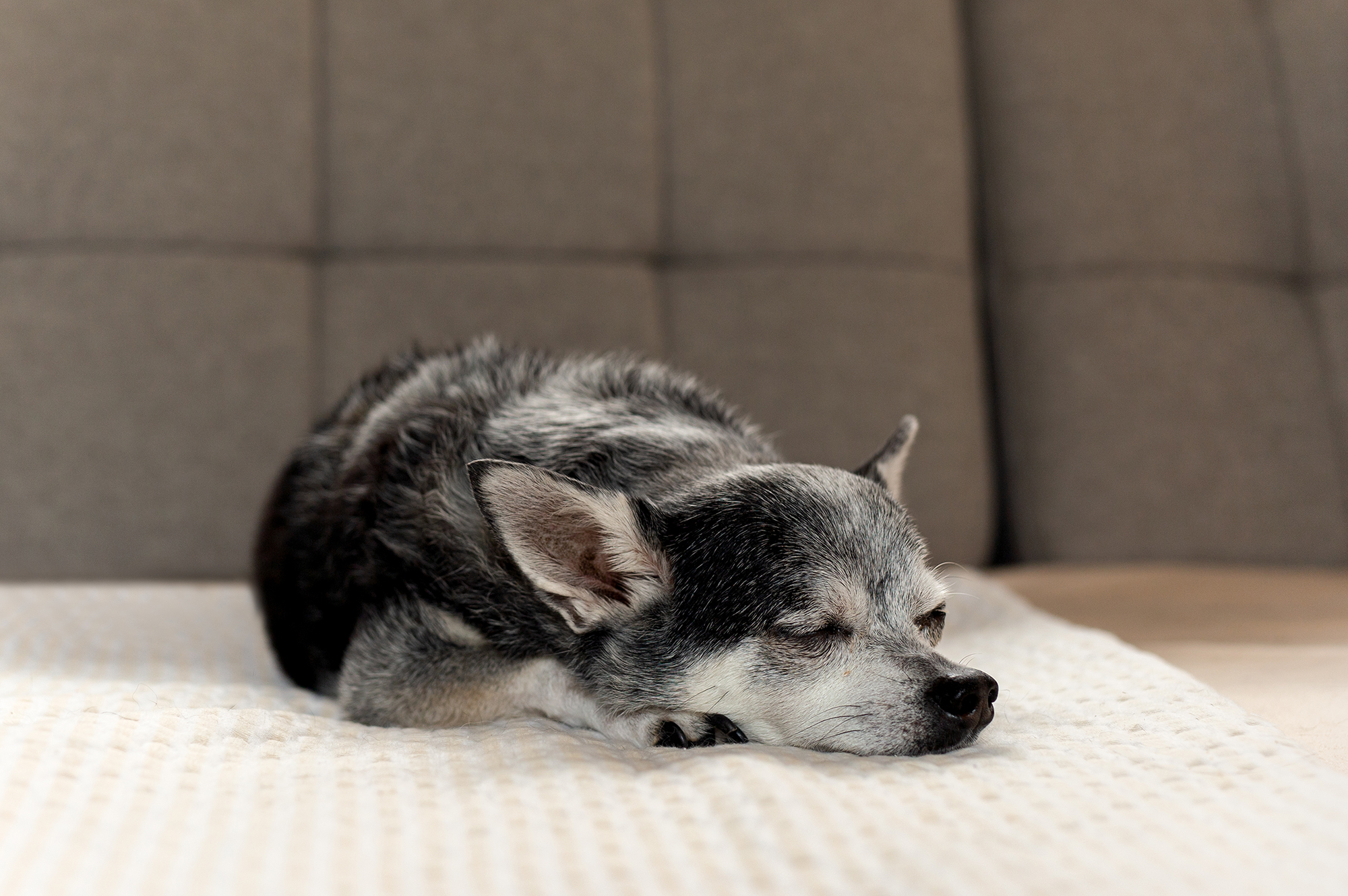 4 Dog Breeds With the Longest Lifespan