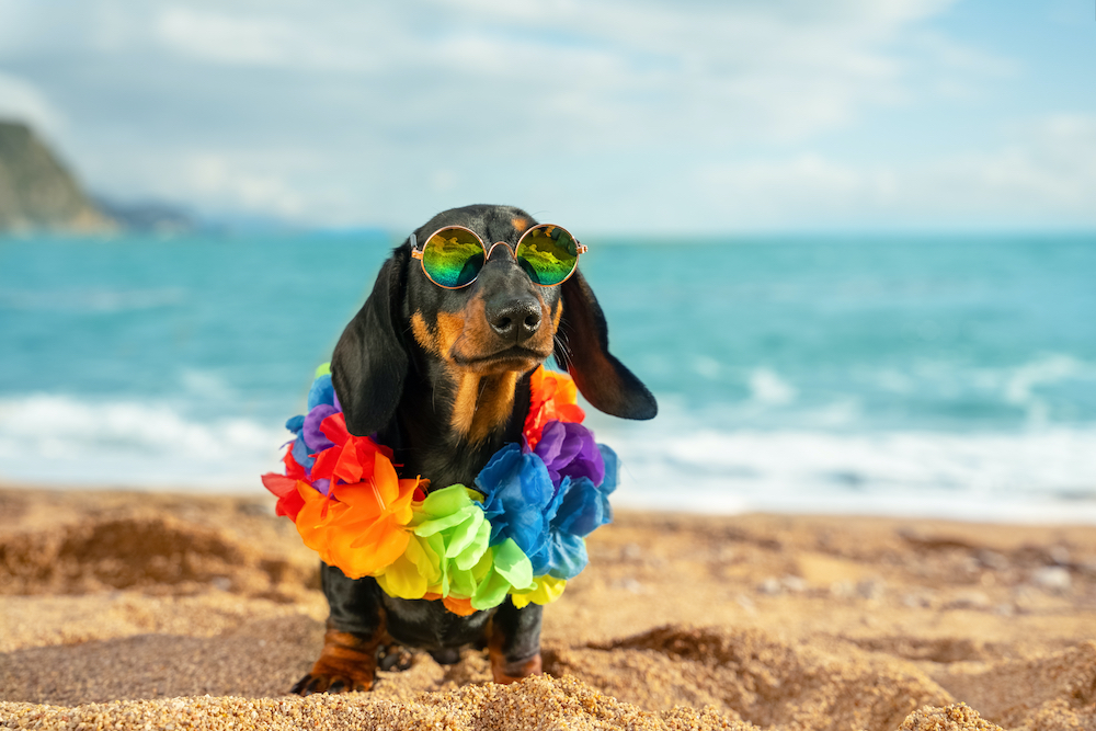 A Guide for Bringing Your Dog to the Beach