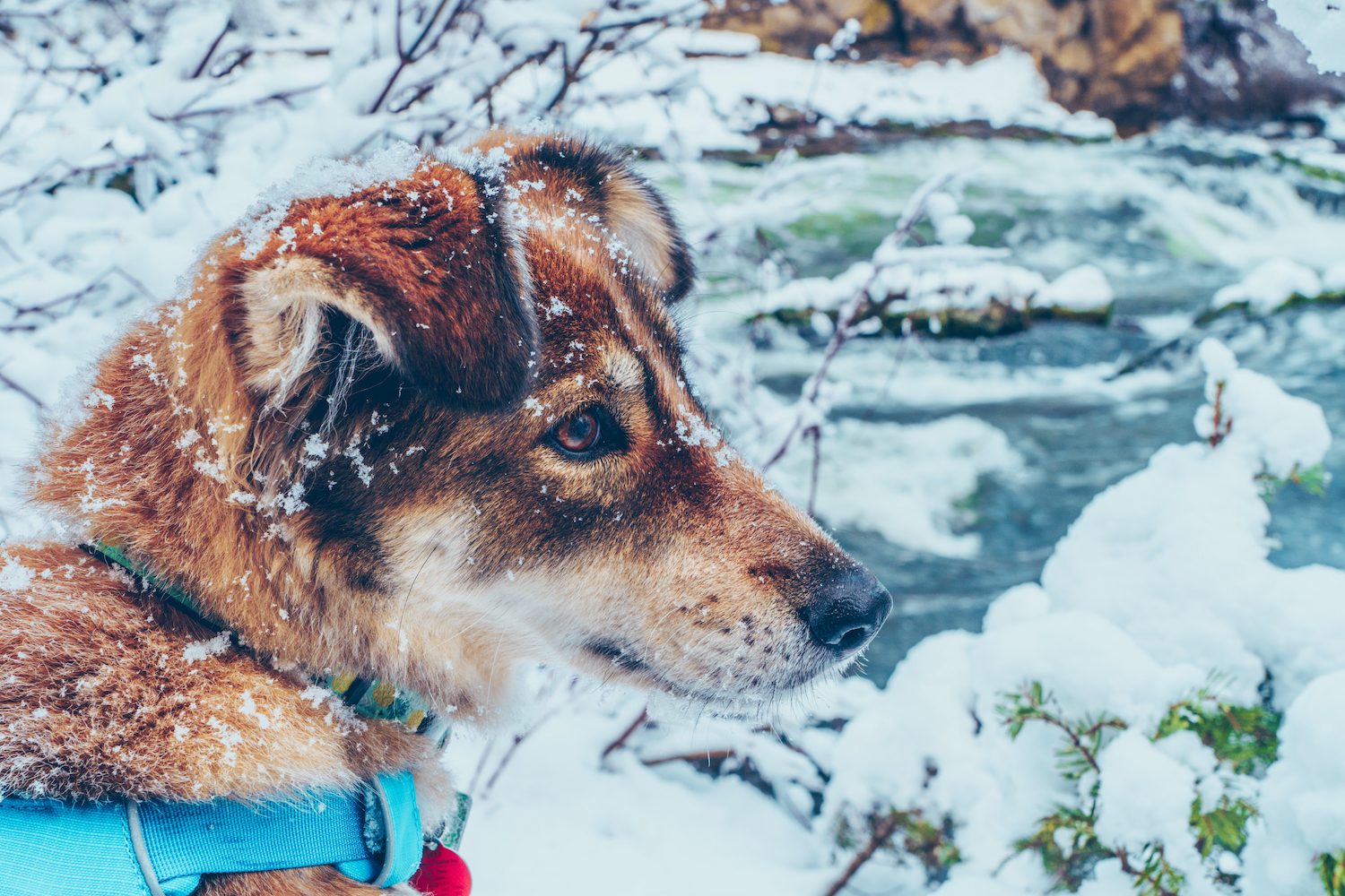 Meet RuffWear: Quality Products for Your Favorite Pup