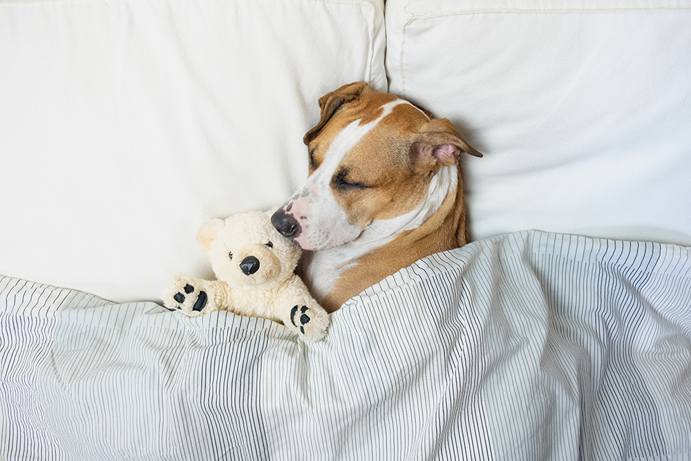 Crate, Floor or Bed: Where Should Your Dog Sleep Night?