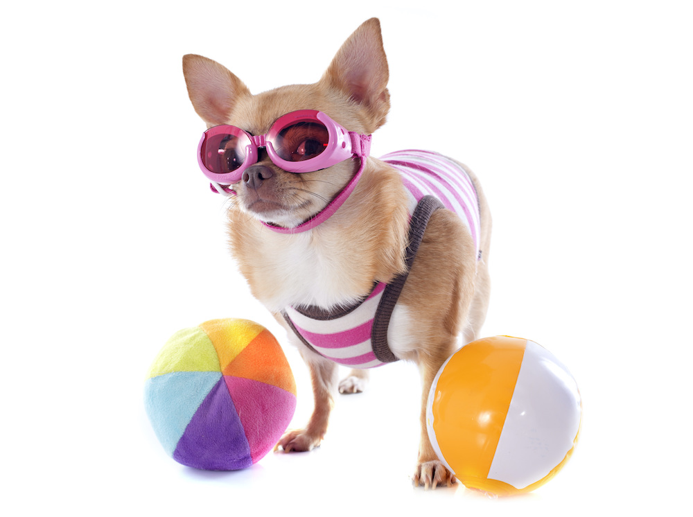 The 10 Best Dog Swimwear Options for Summer Adventures