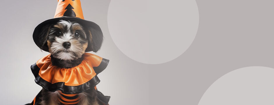 Dress Up Your Pup: The Ultimate Guide to Dog Halloween Costumes