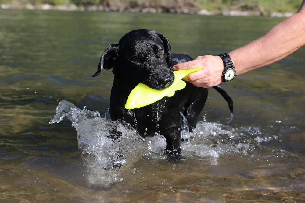 Best Water Toys for Your Dog and Tips for a Great Water Day