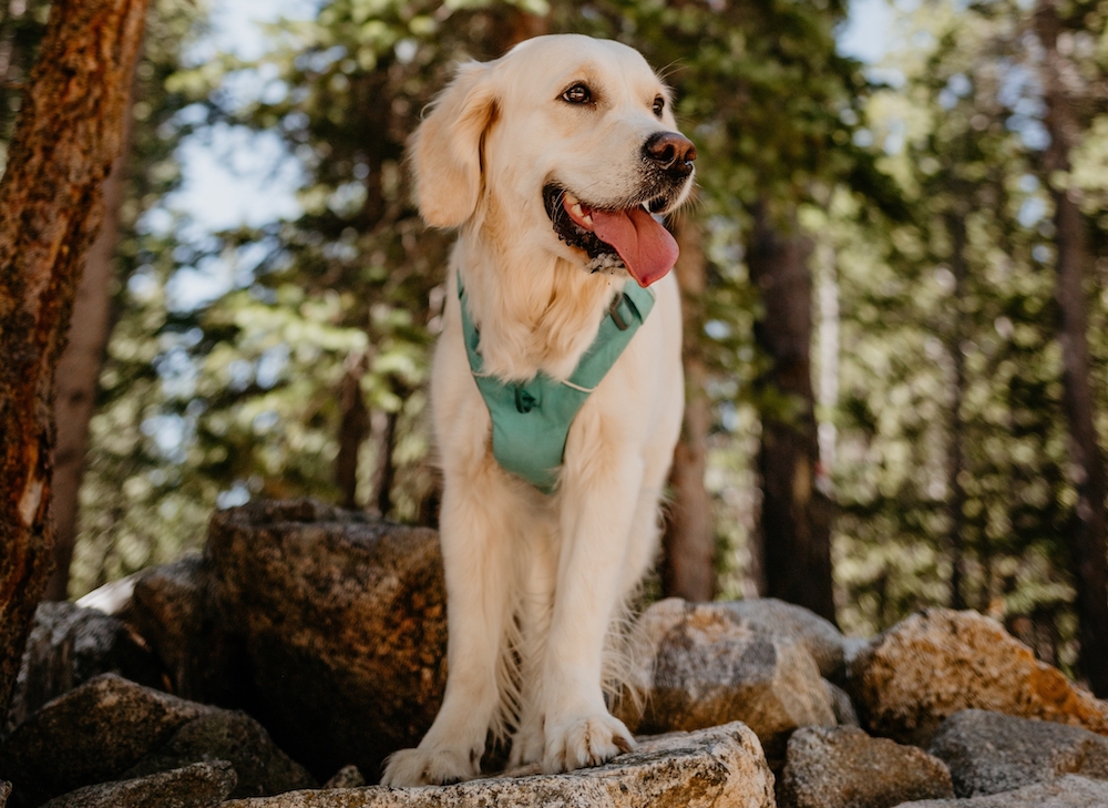 Brand Feature: Ruffwear Outdoor Pet Gear