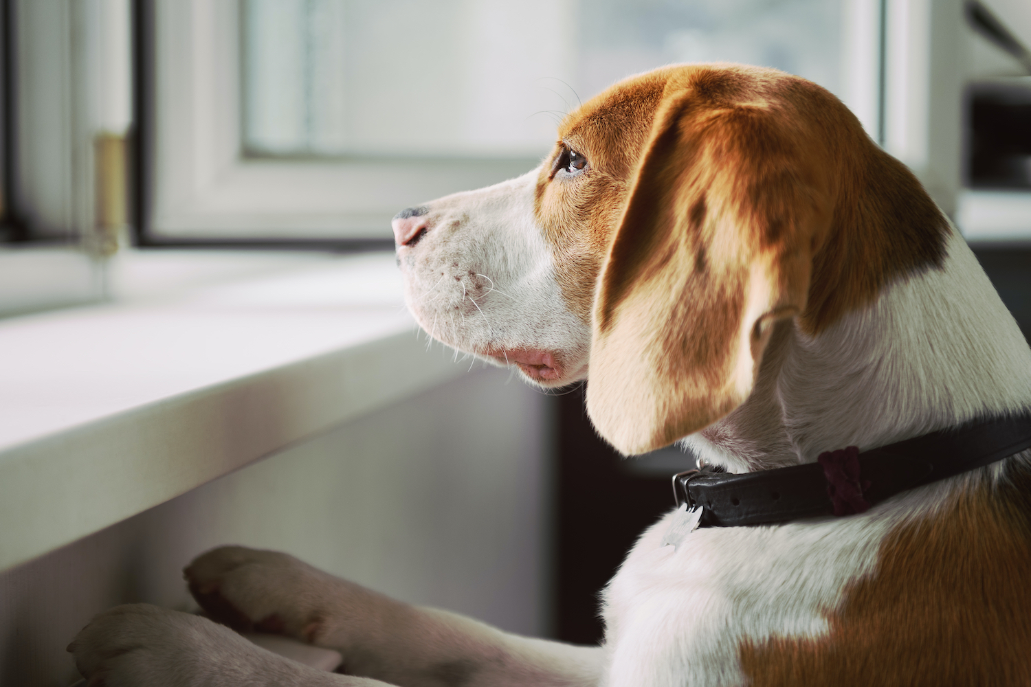 Identifying and Coping With Separation Anxiety in Pets