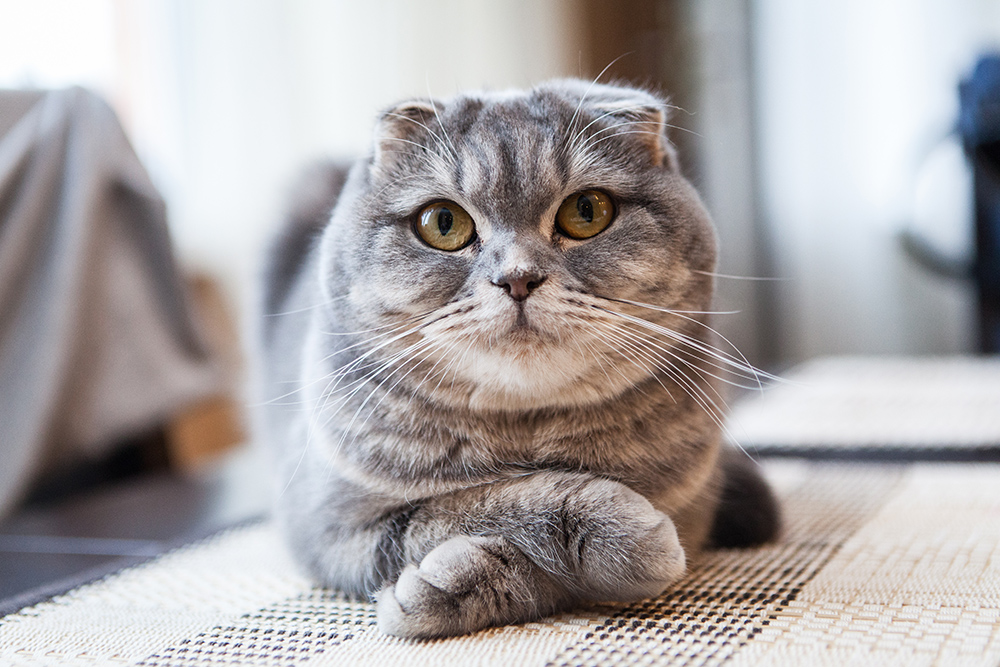 Get To Know the Scottish Fold Cat Breed