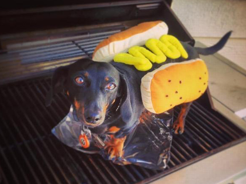 Halloween Food Costumes for Dogs: 8 Fun Dress-Up Activities