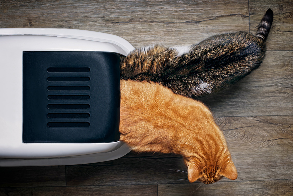 How To: Litterbox Training For Multiple Cats