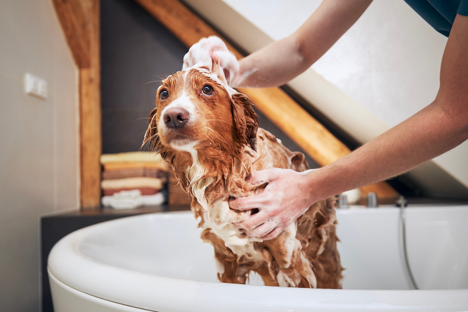 Dos and Don'ts for Bathing Your Dog