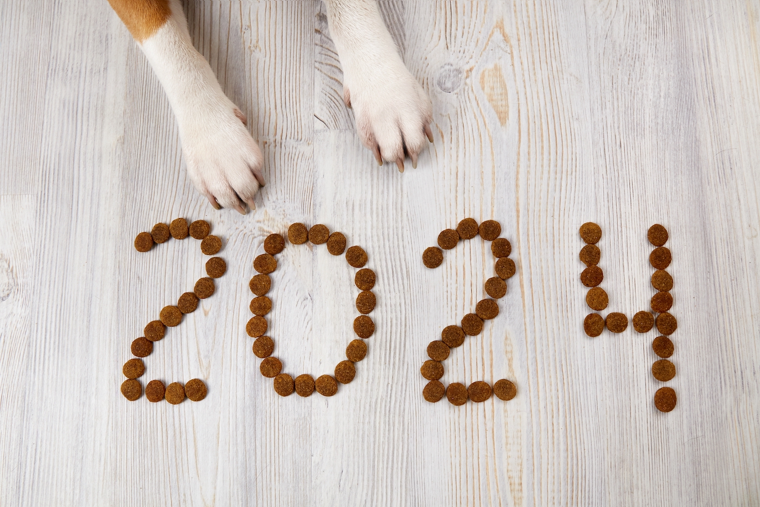 7 New Years Resolutions for Pet Owners