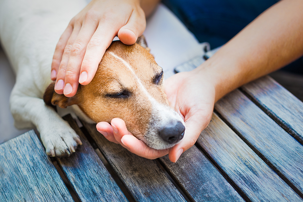 Premium Pain Relief Products To Soothe Your Pets