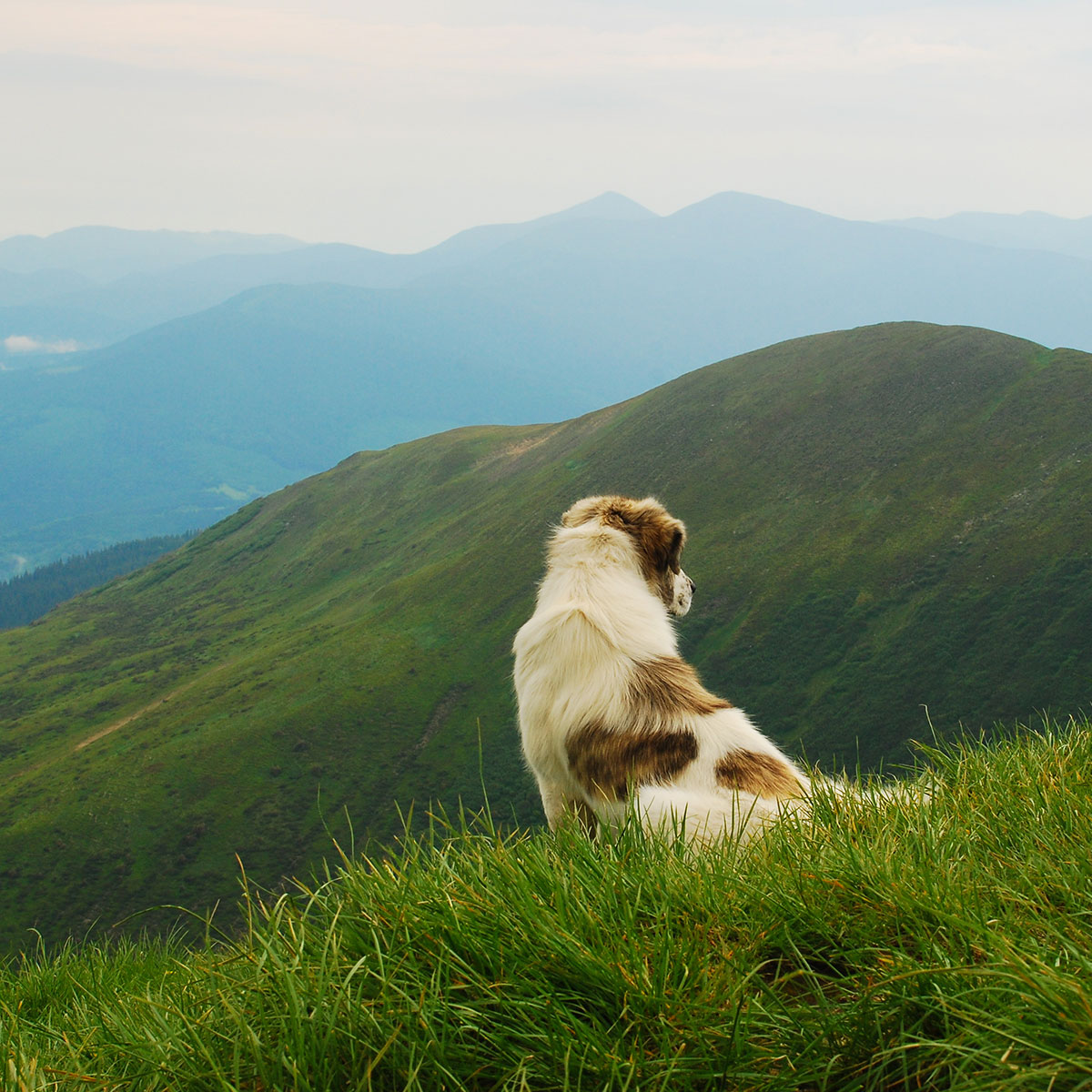 How To Celebrate Earth Day With Pets