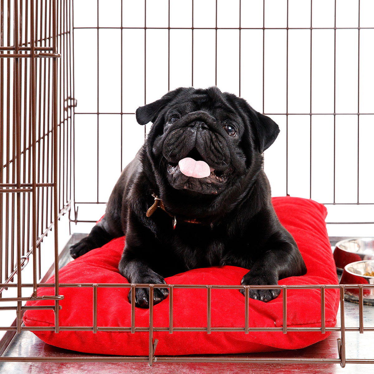 Learn to Crate Train Your Dog