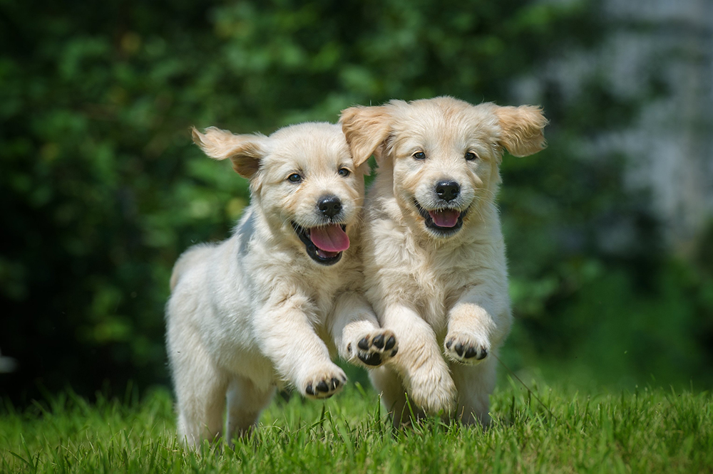 Socialize Your New Puppy by Practicing These Crucial Steps