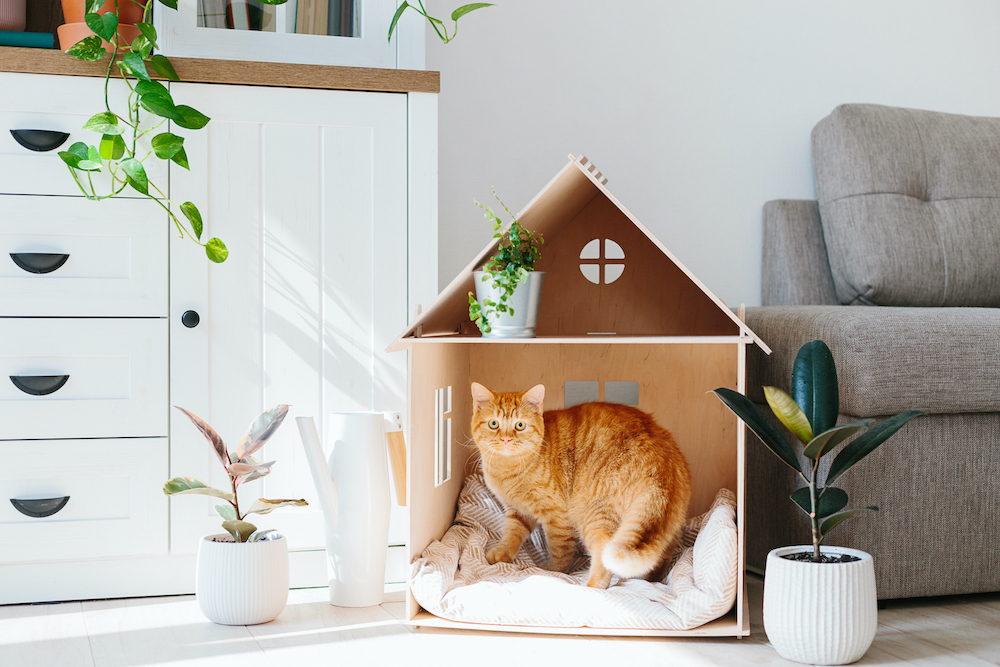 Integrating Pet Furniture Into Your Decor