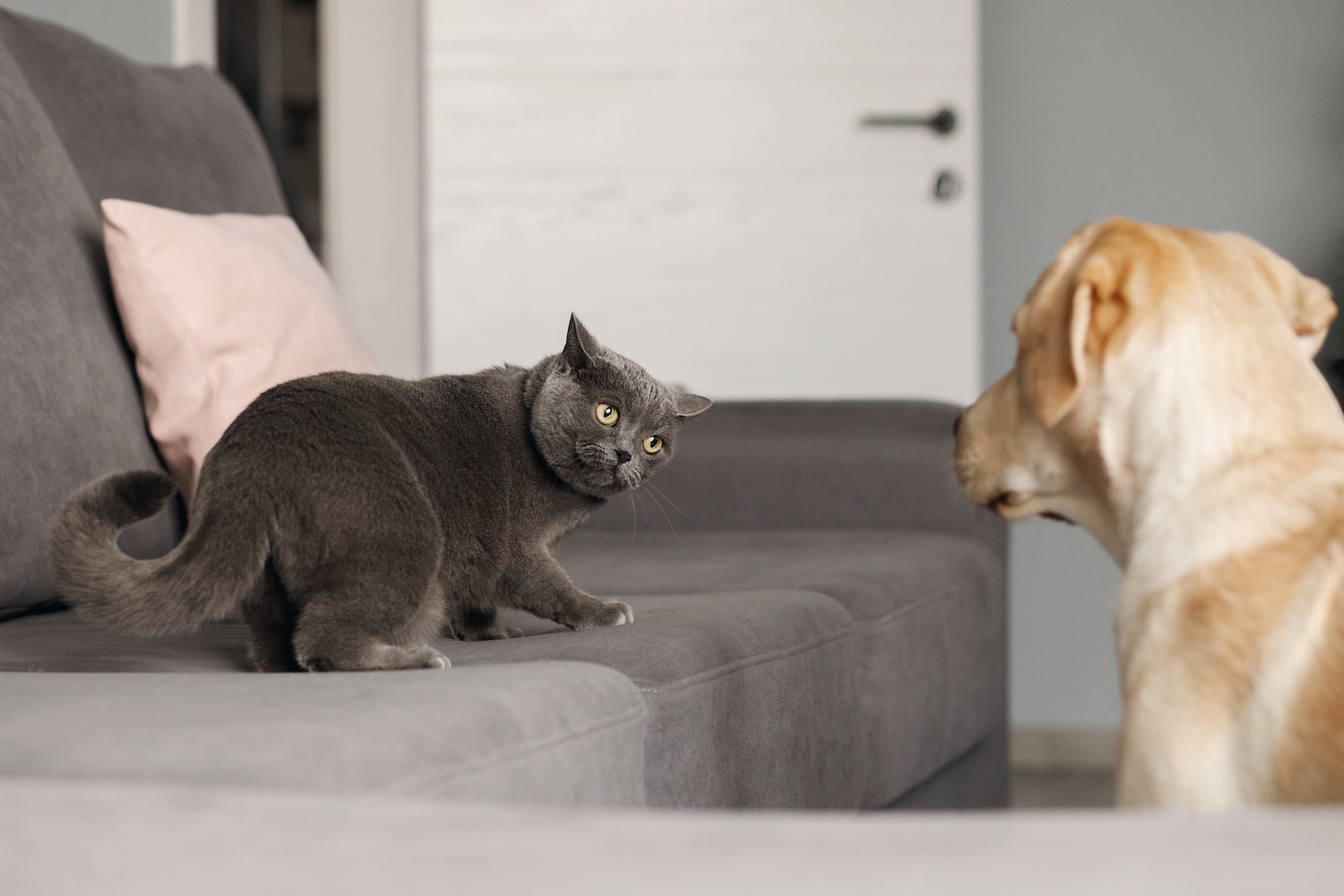 6 Tips for Dealing With Pets That Don't Get Along