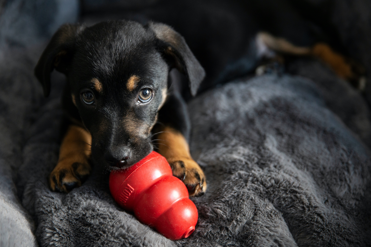 BaxterBoo Brand Feature: KONG
