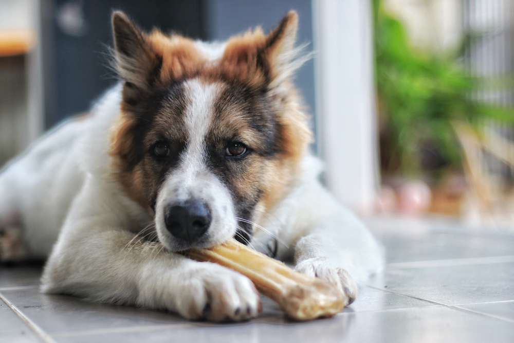 Protect Your Pet's Health With Rawhide-Free Dog Chews 