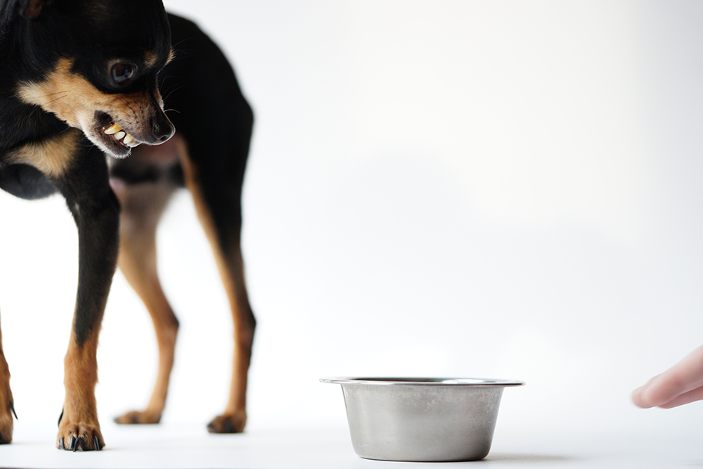 Food Aggression: Preventing and Correcting It