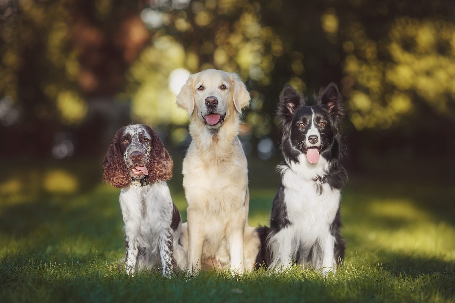 How To Decide What Dog Breed is Best For You