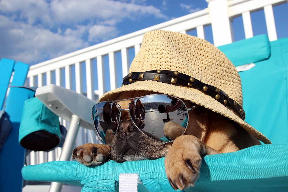 How To Protect Your Dog From the Sun