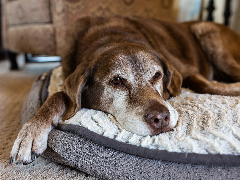How To Tell How Old Your Dog Really Is