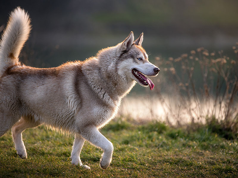 How To Tell if Owning a Husky Is Right for You