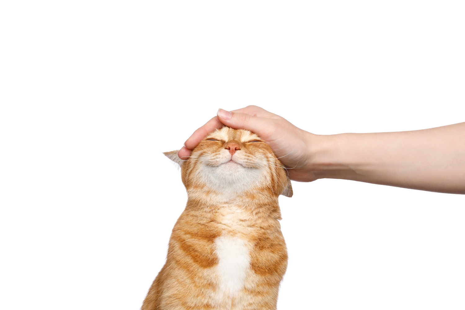5 Reasons Why a Cat Is the Best Pet for You