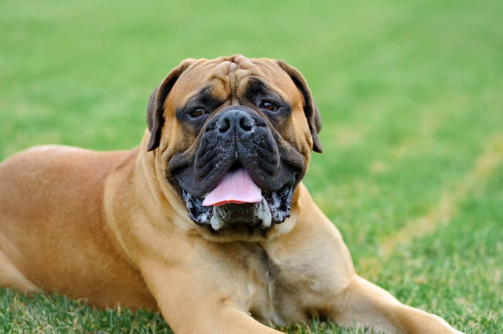 Get To Know the English Mastiff Dog Breed