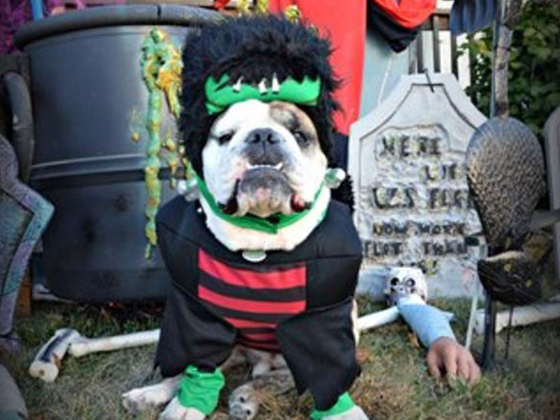 Howl-O-Ween: TV & Movie Costumes