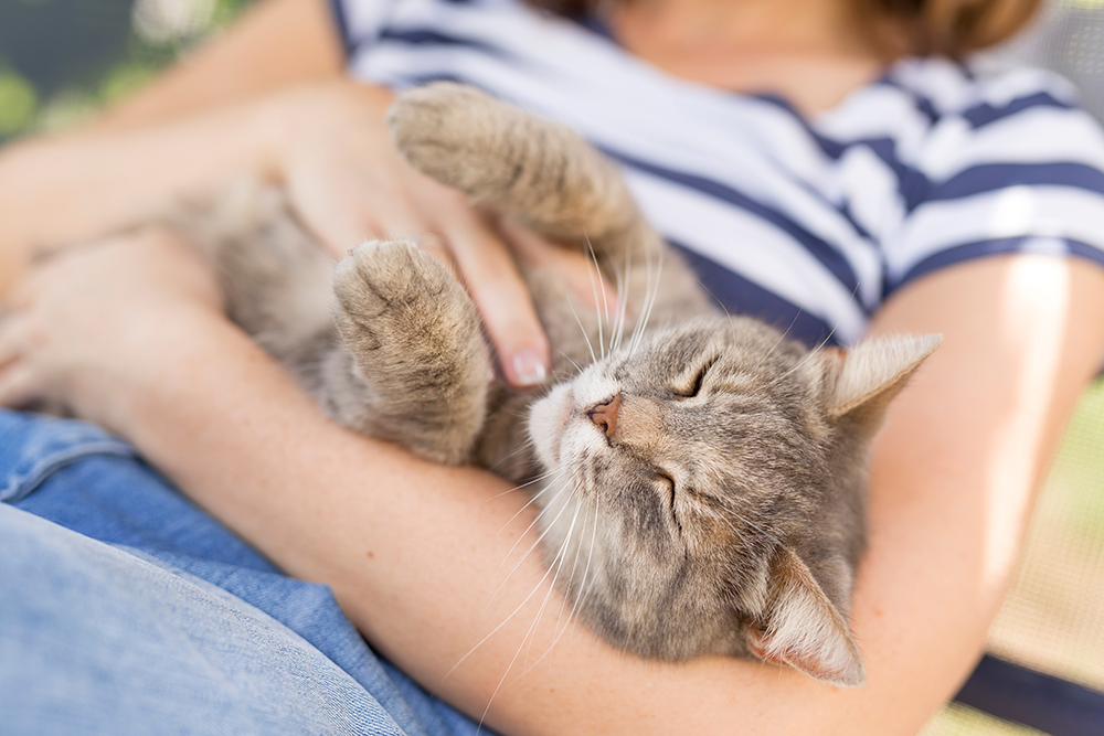 Why You Should Choose a Cat as Your Next Furry Companion