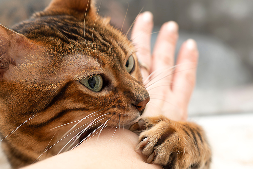 Why Cats Bite and How To Stop It