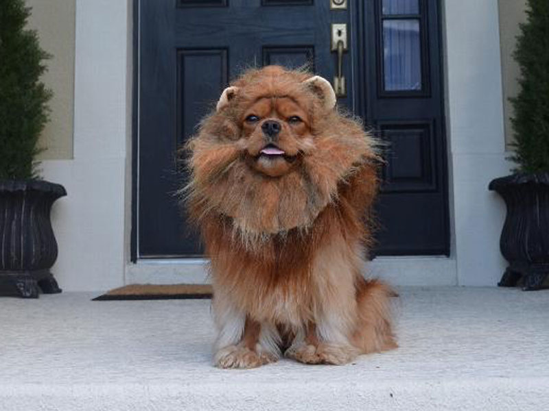 Howl-O-Ween: Animal Costumes