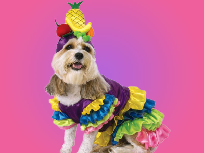 Howl-O-Ween: Celebrity Costumes