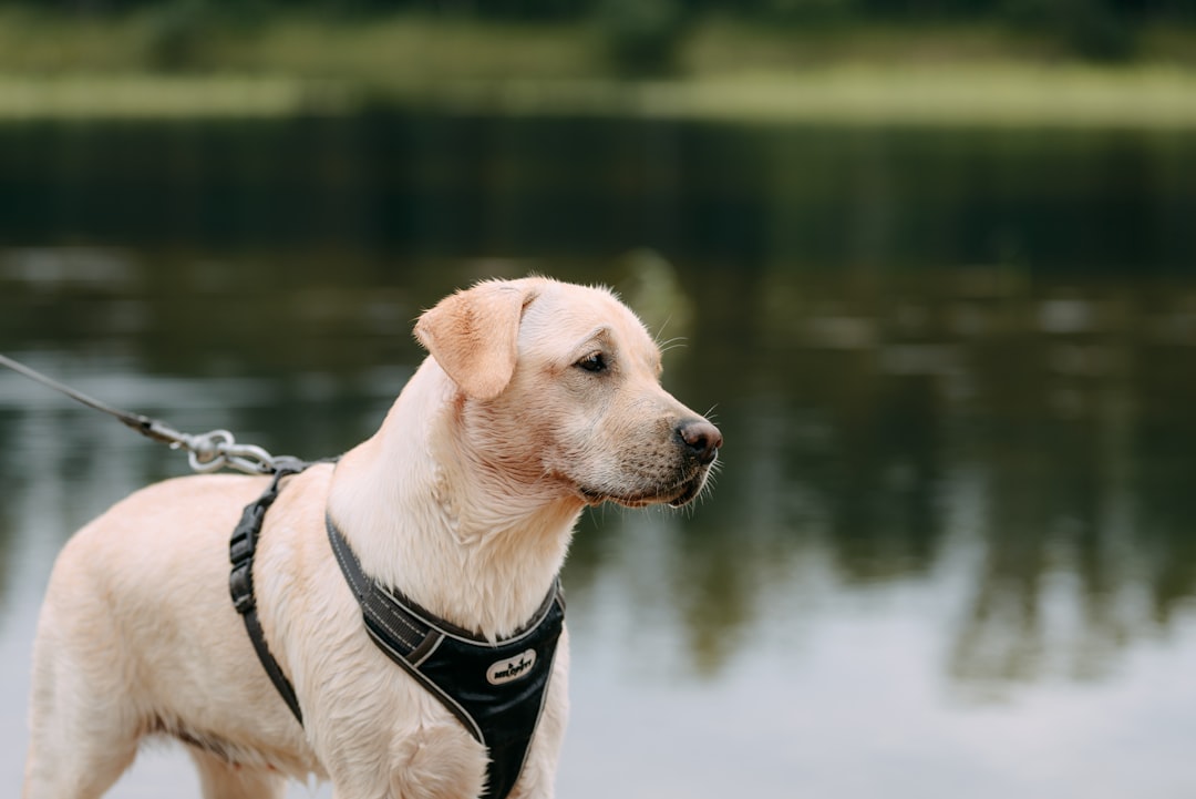 Harness the Fun: Top Dog Harnesses for Every Adventure