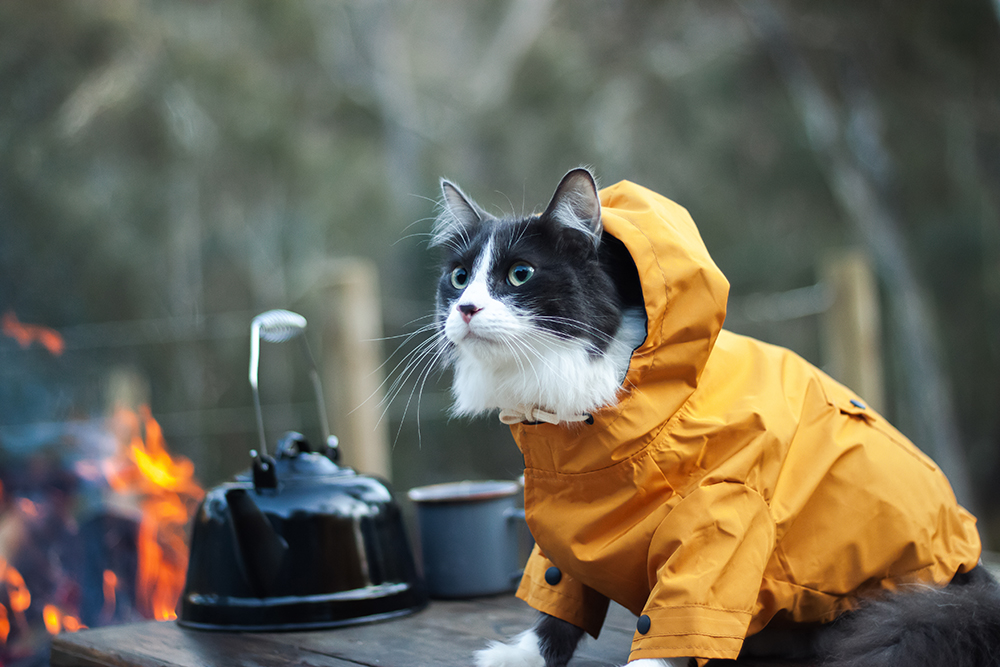 Tips for Camping With Your Cat