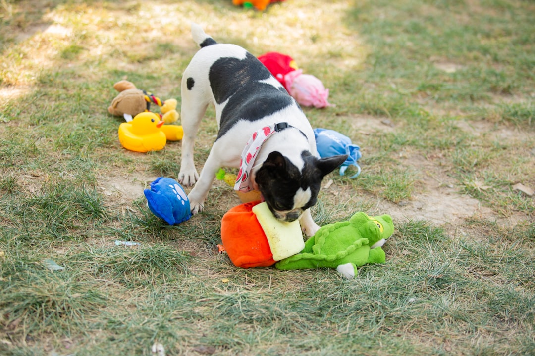 Top 10 Calming Dog Toys: From Heartbeats to Happy Chews