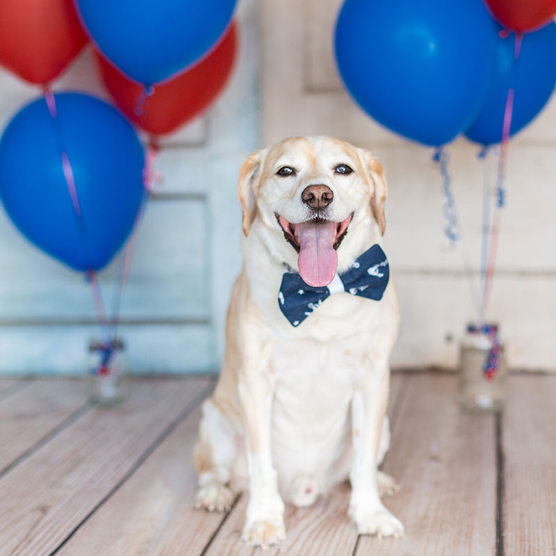 4th of July Pet Products