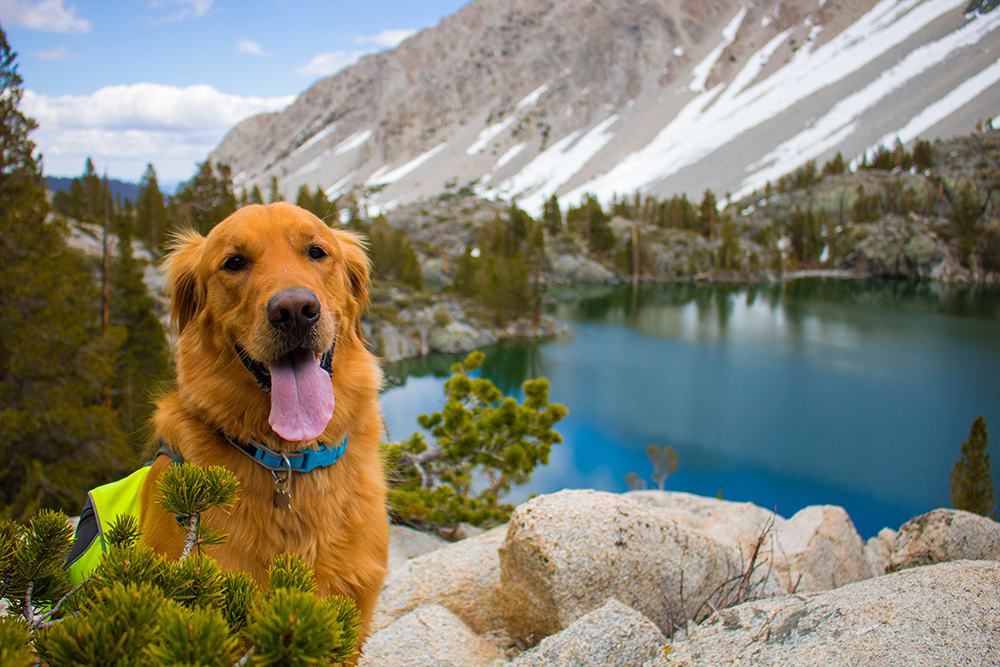 Best Outdoor Gear for Dogs